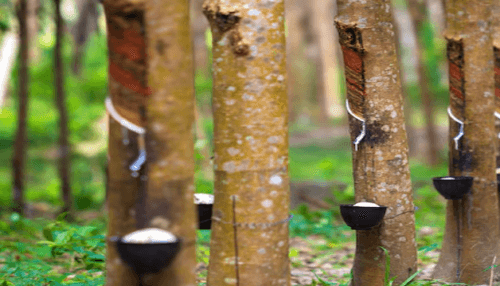 The Rubber Industry in Kerala